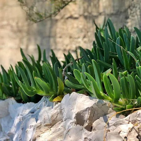Tandara * Trogir