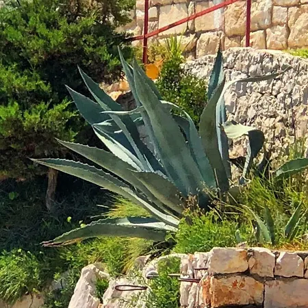Tandara Trogir